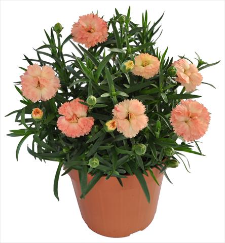 Photos von Blumenvarianten benutzt als: Ampel/Topf Dianthus RE-AL® Capriccio Apricot