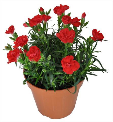 Photos von Blumenvarianten benutzt als: Ampel/Topf Dianthus caryophyllus RE-AL® Capriccio Bright Red