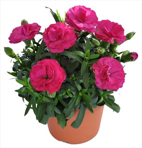 Photos von Blumenvarianten benutzt als: Ampel/Topf Dianthus caryophyllus RE-AL® Capriccio Dark Pink