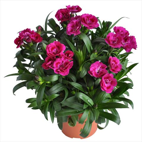 Photos von Blumenvarianten benutzt als: Ampel/Topf Dianthus RE-AL® Capriccio Deep Fuxia