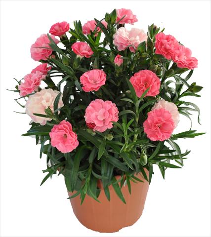 Photos von Blumenvarianten benutzt als: Ampel/Topf Dianthus RE-AL® Capriccio Deep Pink
