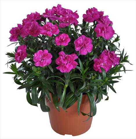 Photos von Blumenvarianten benutzt als: Ampel/Topf Dianthus RE-AL® Capriccio Fuxia