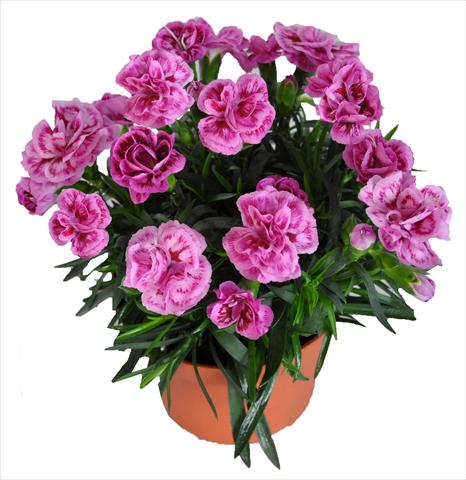 Photos von Blumenvarianten benutzt als: Ampel/Topf Dianthus RE-AL® Capriccio Lilac Fantasy