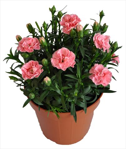 Photos von Blumenvarianten benutzt als: Ampel/Topf Dianthus RE-AL® Capriccio Pink Fantasy