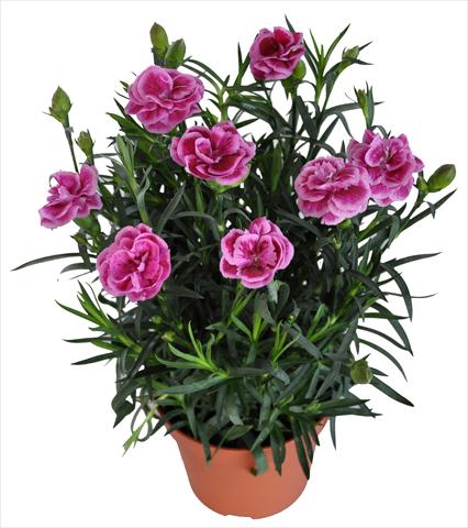 Photos von Blumenvarianten benutzt als: Ampel/Topf Dianthus RE-AL® Capriccio Pink Fuxia