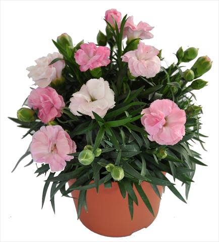 Photos von Blumenvarianten benutzt als: Ampel/Topf Dianthus RE-AL® Capriccio Pink