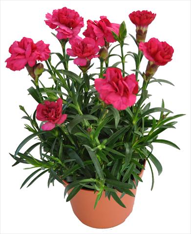 Photos von Blumenvarianten benutzt als: Ampel/Topf Dianthus RE-AL® Capriccio Red