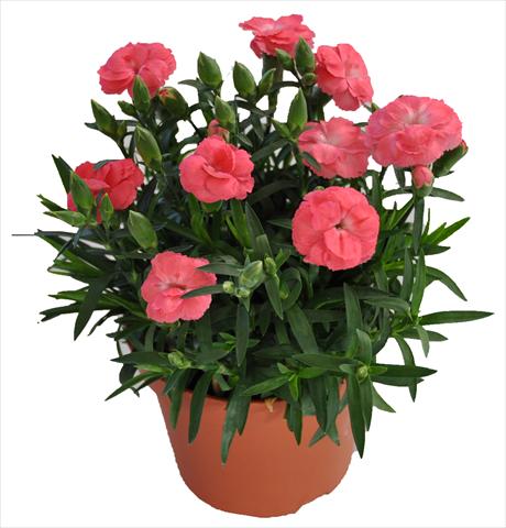 Photos von Blumenvarianten benutzt als: Ampel/Topf Dianthus RE-AL® Capriccio Rose Morn