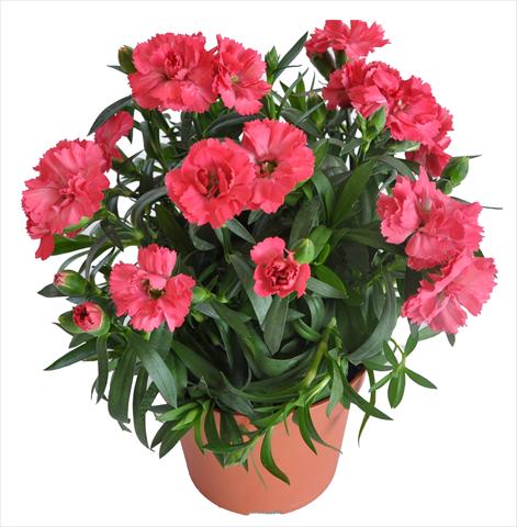 Photos von Blumenvarianten benutzt als: Ampel/Topf Dianthus caryophyllus RE-AL® Capriccio Salmon