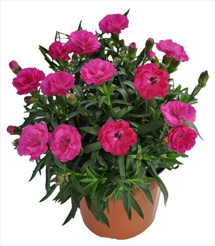 Photos von Blumenvarianten benutzt als: Ampel/Topf Dianthus RE-AL® Capriccio Violet