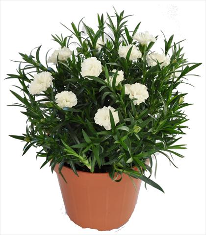 Photos von Blumenvarianten benutzt als: Ampel/Topf Dianthus RE-AL® Capriccio White