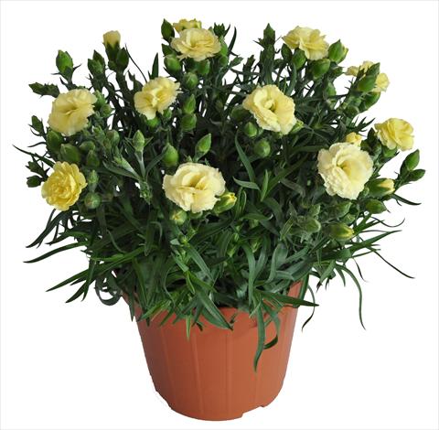 Photos von Blumenvarianten benutzt als: Ampel/Topf Dianthus caryophyllus RE-AL® Capriccio Yellow