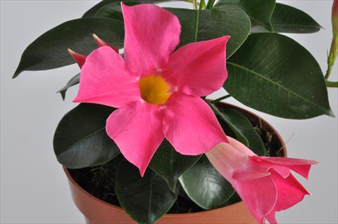 Photos von Blumenvarianten benutzt als: Terrasse, Topf Dipladenia (Mandevilla) Hot Lips® Pink