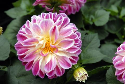 Photos von Blumenvarianten benutzt als: Topf und Beet Dahlia Dahlietta Surprise Louise