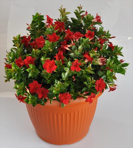 Photos von Blumenvarianten benutzt als: Terrasse, Topf Dipladenia (Mandevilla) Hot Lips® Red