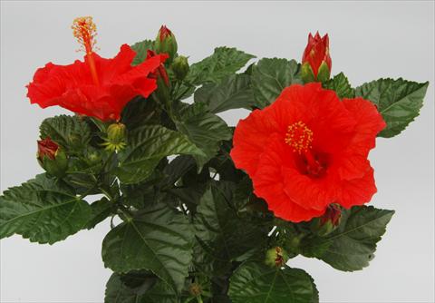 Photos von Blumenvarianten benutzt als: Topf und Beet Hibiscus rosa-sinensis Sunny Cities® Borderaux