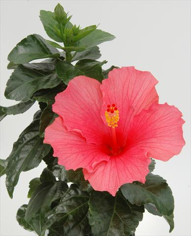 Photos von Blumenvarianten benutzt als: Topf und Beet Hibiscus rosa-sinensis Sunny Cities® Cancun