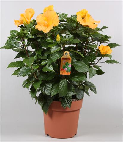 Photos von Blumenvarianten benutzt als: Topf und Beet Hibiscus rosa-sinensis Sunny Cities® Eloka