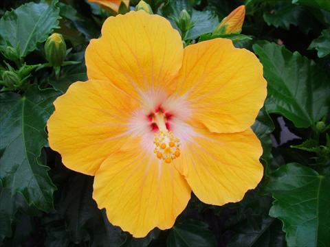 Photos von Blumenvarianten benutzt als: Topf und Beet Hibiscus rosa-sinensis Sunny Cities® Havana