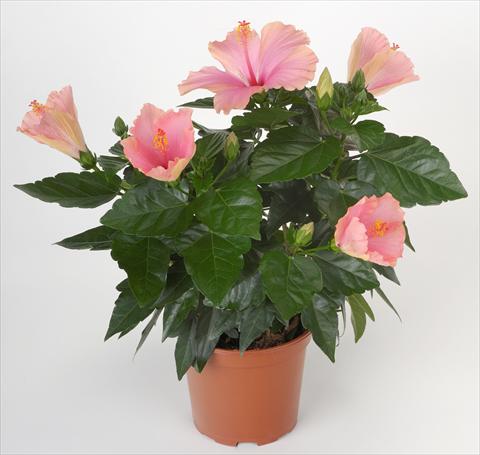 Photos von Blumenvarianten benutzt als: Topf und Beet Hibiscus rosa-sinensis Sunny Cities® Napoli