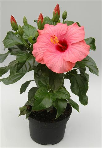 Photos von Blumenvarianten benutzt als: Topf und Beet Hibiscus rosa-sinensis Sunny Cities® New Venitie