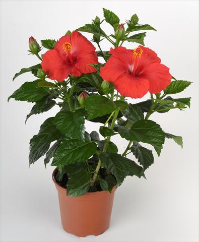 Photos von Blumenvarianten benutzt als: Topf und Beet Hibiscus rosa-sinensis Sunny Cities® Porto