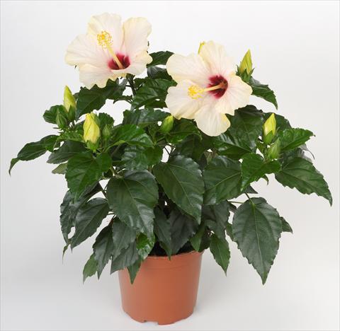 Photos von Blumenvarianten benutzt als: Topf und Beet Hibiscus rosa-sinensis Sunny Cities® Saint Tropez