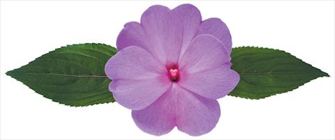 Photos von Blumenvarianten benutzt als: Topf, Beet, Terrasse, Ampel Impatiens N. Guinea Galaxy® Gaia