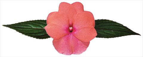 Photos von Blumenvarianten benutzt als: Topf, Beet, Terrasse, Ampel Impatiens N. Guinea Galaxy® Sofia