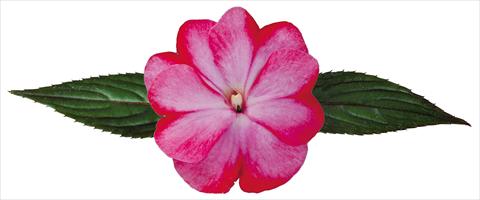 Photos von Blumenvarianten benutzt als: Topf, Beet, Terrasse, Ampel Impatiens N. Guinea Galaxy® Tiago
