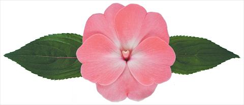 Photos von Blumenvarianten benutzt als: Topf, Beet, Terrasse, Ampel Impatiens N. Guinea Galaxy® Yasmin