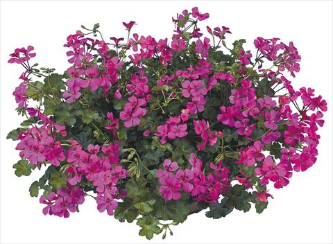 Photos von Blumenvarianten benutzt als: Topf, Terrasse, Ampel. Pelargonium peltatum Joker Fucsia