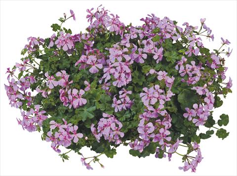 Photos von Blumenvarianten benutzt als: Topf, Terrasse, Ampel. Pelargonium peltatum Joker Lilac