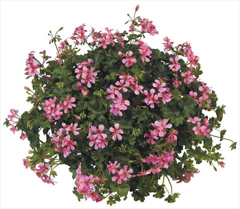 Photos von Blumenvarianten benutzt als: Topf, Terrasse, Ampel. Pelargonium peltatum Joker Pink