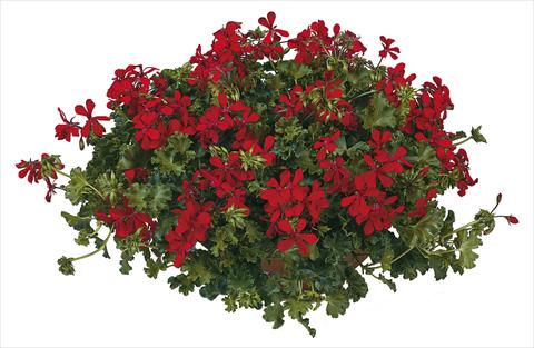 Photos von Blumenvarianten benutzt als: Topf, Terrasse, Ampel. Pelargonium peltatum Joker Red