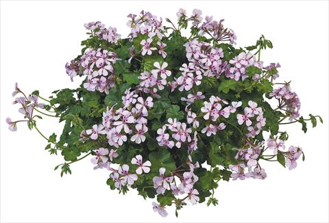 Photos von Blumenvarianten benutzt als: Topf, Terrasse, Ampel. Pelargonium peltatum Joker White Vein