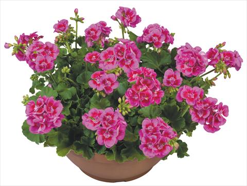 Photos von Blumenvarianten benutzt als: Topf, Beet, Terrasse Pelargonium zonale Flower Kiss Lilac