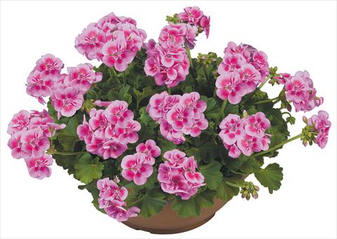 Photos von Blumenvarianten benutzt als: Topf, Beet, Terrasse Pelargonium zonale Flower Kiss Pink