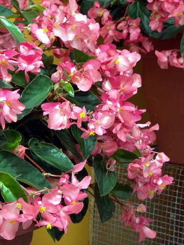 Photos von Blumenvarianten benutzt als: Beet, Topf oder Ampel Begonia hybrida Dragon Wing Rosa