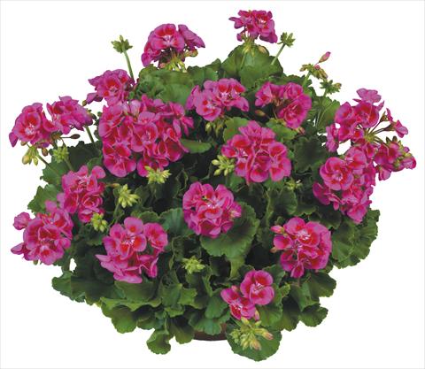 Photos von Blumenvarianten benutzt als: Topf, Beet, Terrasse Pelargonium zonale Flower Kiss Violet