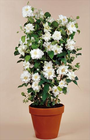 Photos von Blumenvarianten benutzt als: Beet- / Rabattenpflanze Clematis Arctic Queen™