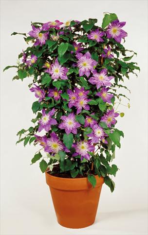 Photos von Blumenvarianten benutzt als: Beet- / Rabattenpflanze Clematis Crystal Fountain™