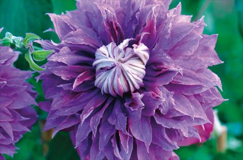 Photos von Blumenvarianten benutzt als: Beet- / Rabattenpflanze Clematis Diamantina™