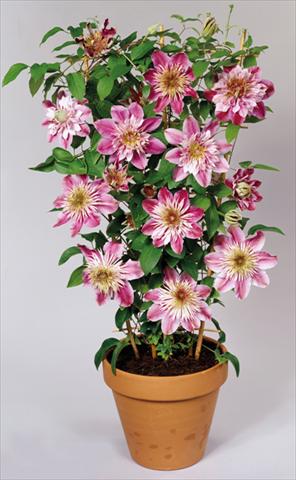 Photos von Blumenvarianten benutzt als: Beet- / Rabattenpflanze Clematis Empress™