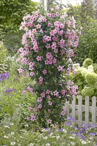 Photos von Blumenvarianten benutzt als: Terrasse, Topf Dipladenia Sundaville Classic Cream Pink