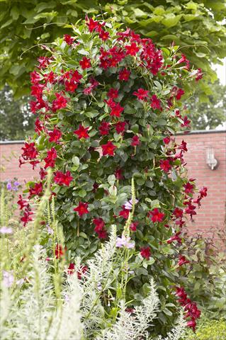 Photos von Blumenvarianten benutzt als: Terrasse, Topf Dipladenia Sundaville Classic Dark Red
