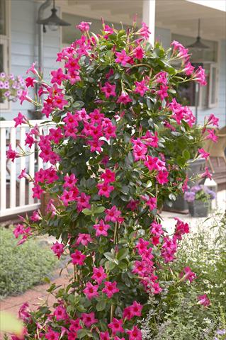 Photos von Blumenvarianten benutzt als: Terrasse, Topf Dipladenia Sundaville Classic Pink