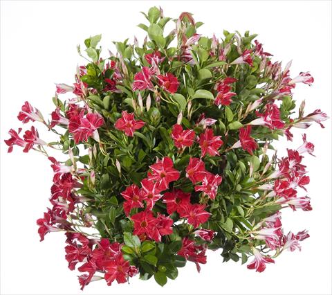Photos von Blumenvarianten benutzt als: Terrasse, Topf Dipladenia Sundaville Classic Red Star