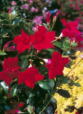Photos von Blumenvarianten benutzt als: Terrasse, Topf Dipladenia Sundaville Classic Red