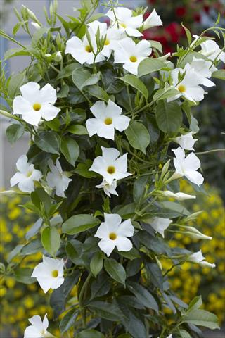 Photos von Blumenvarianten benutzt als: Terrasse, Topf Dipladenia Sundaville Classic White